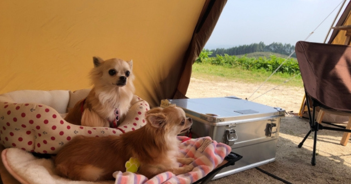 犬と一緒にテントで寝る
