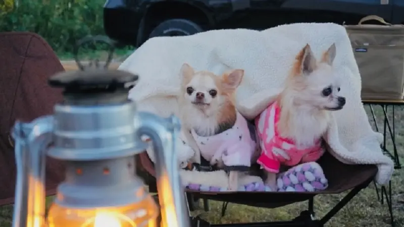 犬とキャンプ